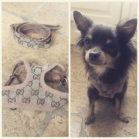 gucci tuigje chihuahua|gucci pets.